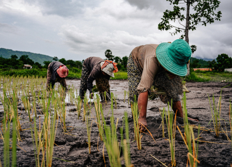 BMKG Ingatkan Potensi El Nino Pertengahan 2026, Petani Diminta Sesuaikan Kalender Tanam