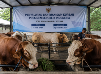 Prabowo Salurkan 1.098 Sapi Kurban untuk Iduladha, Anggaran Capai Rp100 Miliar