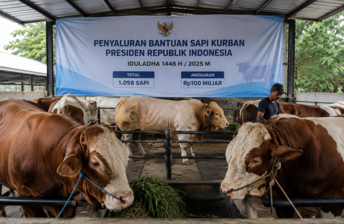Prabowo Salurkan 1.098 Sapi Kurban untuk Iduladha, Anggaran Capai Rp100 Miliar